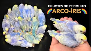 Primeiros filhotes de PERIQUITOS ARCOÍRIS | #PRÓ