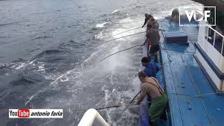 Pesca de Atum «Traineira Rei dos Açores» Atum Santa Catarina 2020