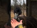 Please use this as your handy guide to emu identification