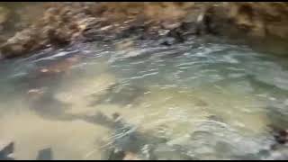 lori hantu malaysia negri pahang punya cerita screenshot 4