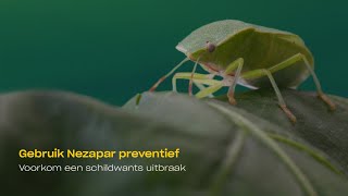 Nezapar - Biologische bestrijding zuidelijke groene stinkwants (Nezara viridula)