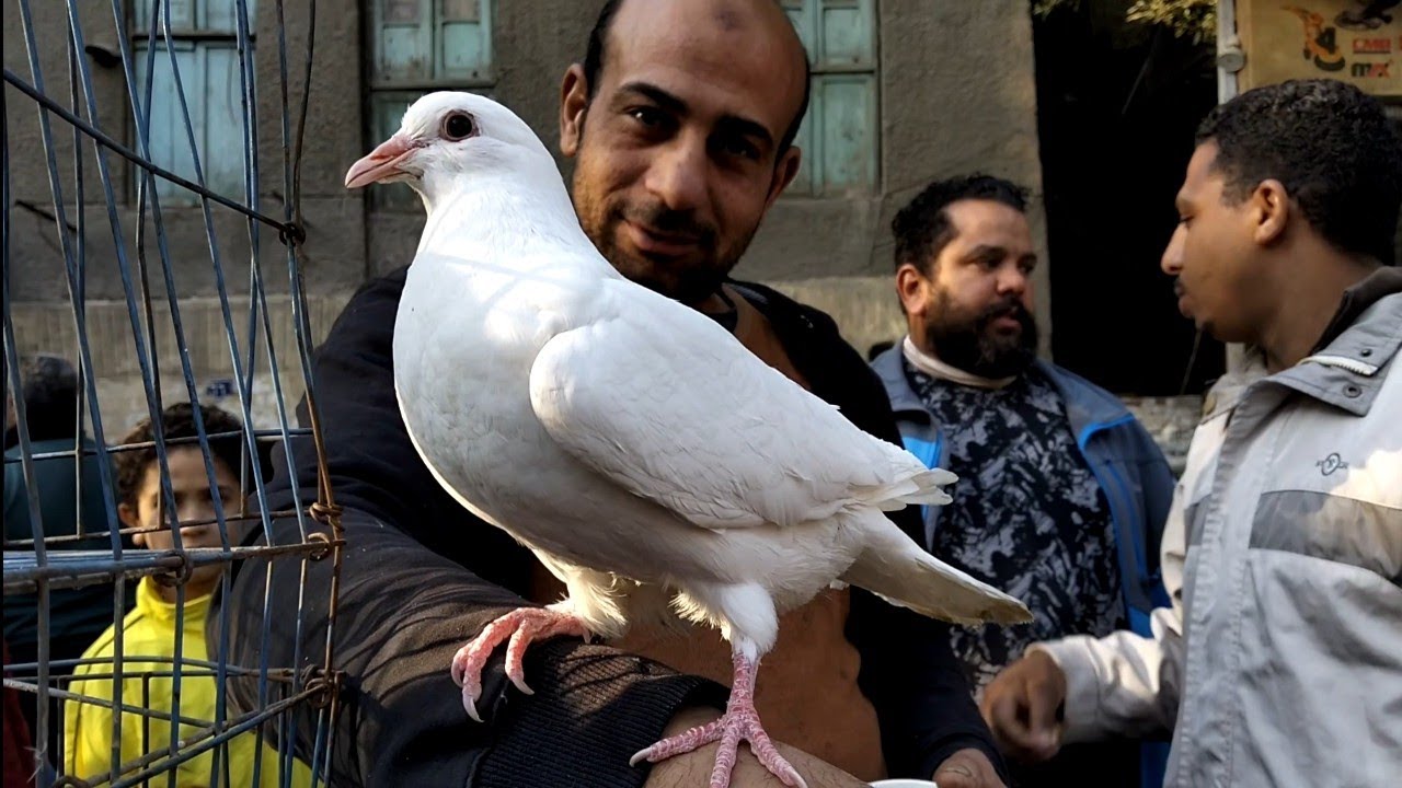 أسعار الحمام اللاحم الفرنساوي والكينج والروماني من قلب سوق الجمعة!