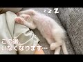 子猫が寝ている間に黙って居なくなったらこうなりました…