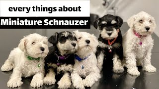 Things you should know about Miniature Schnauzer by Animal Explorer 45 views 1 year ago 3 minutes, 40 seconds