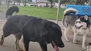 German Shepherd Rottweiler Mix At Dog Park