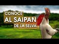 Gallina Saipan de la selva 🐔 Una rara belleza en el mundo avícola