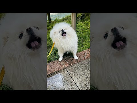 강아지 워터파크?? 여름만 기다린 솜~!! #shorts