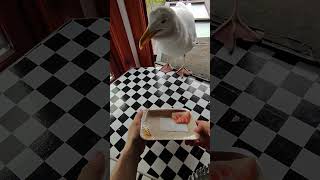 Giving My Pet Seagull His Daily Meat! 🍣