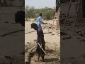 Sajan Sajan mara tare dholahn banjaoge#shortvideo