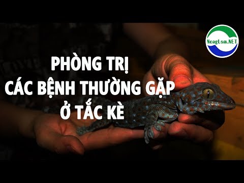 Cách phòng trị các bệnh thường gặp ở Tắc Kè