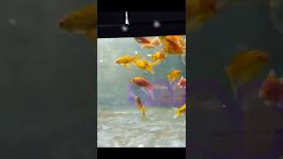 Beautiful Gold fish, Fish Aquarium setup, Gold Fish tank setup. shorts viral fish aquarium