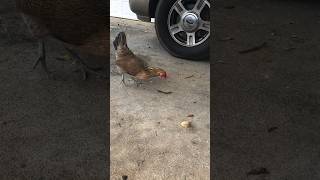 Seekor kelabang menyerang ayam peliharaan #kelabang #serangan #celana pendek #ayam #ohno