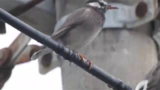 ムクドリの鳴き声　White-cheeked Starling call