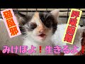猫風邪で呼吸もままならない子猫【子猫】【保護猫】
