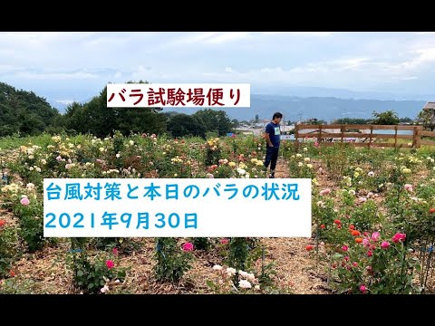 71 バラ試験場台風対策と本日のバラ 21年9月30日 ザローズショップ 長野ローズ小諸試験場 Youtube