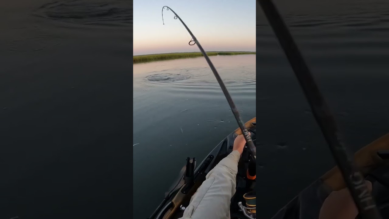 Sod Bank Striper Fishing 