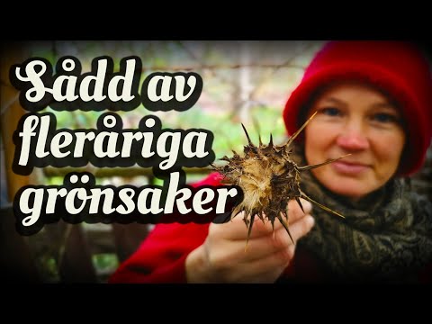 Video: Regler För Val Av Färska Grönsaker Och örter