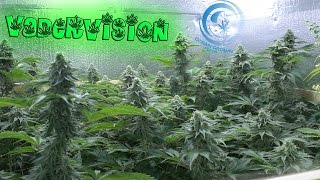 Sexing the Cannabis Plants in the Flower Room! 🍁