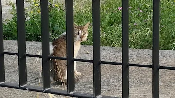Cosa fare quando trovi un gatto per strada?