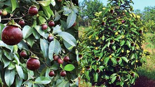 Cara Menanam Pohon Manggis Agar Cepat Berbuah Lebat - How to Grow Mangosteen Tree
