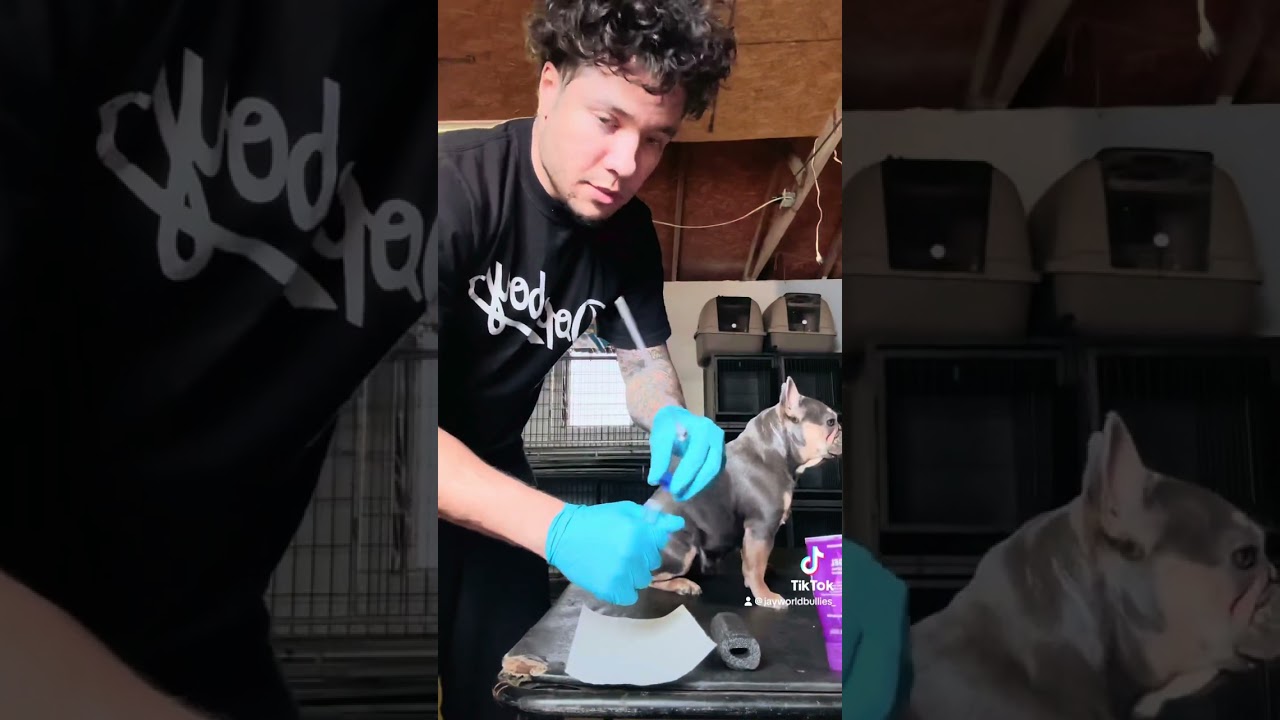 HOW TO DO AN AI ON A FRENCH BULLDOG! IG Jayworldbullies_ #fy #frenchbulldog #dogbreeding #ai