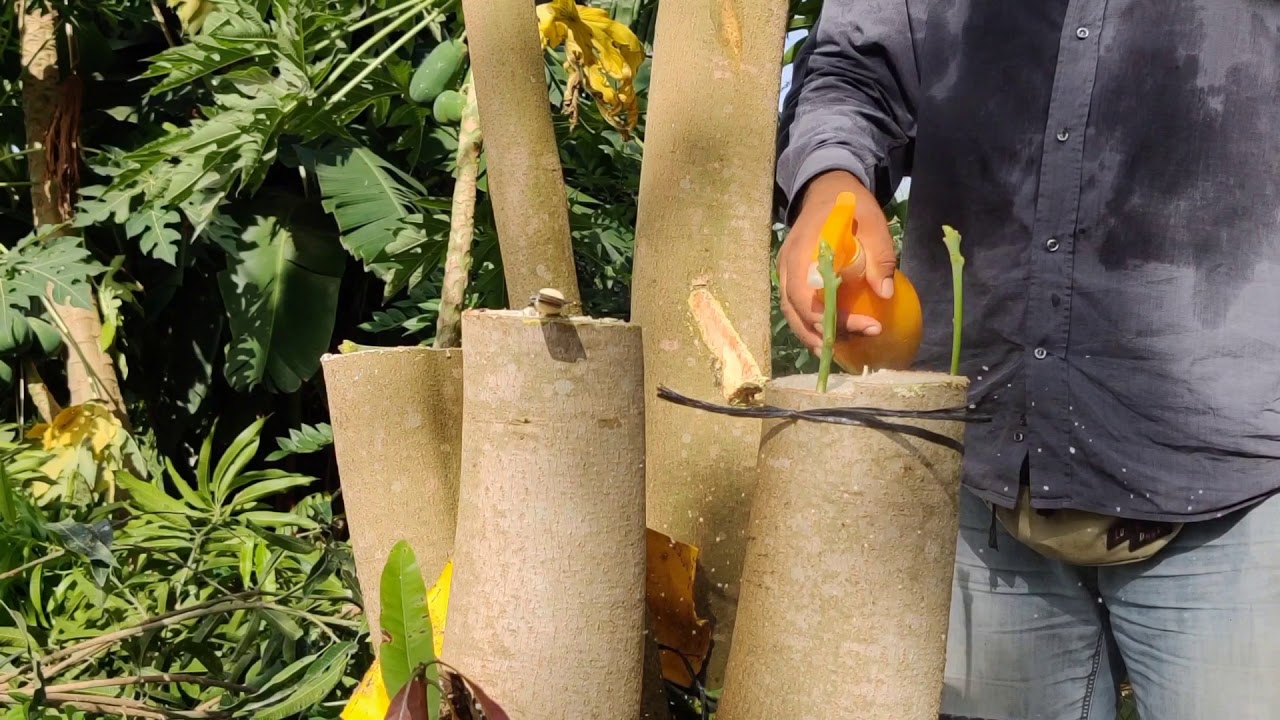 12- Como trocar a variedade em uma mangueira adulta