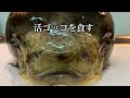 春味 活ゴッコを食す。漁師まかないシリーズ＃1