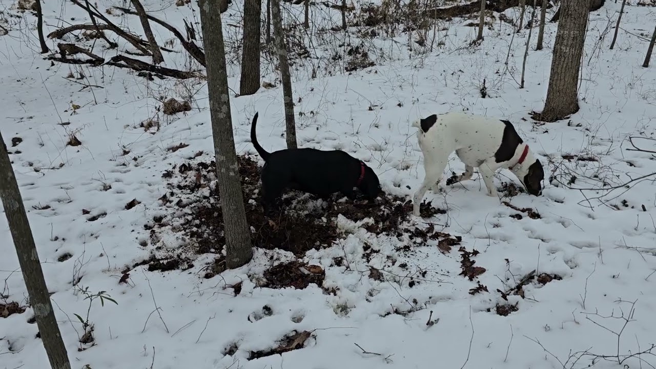 Snow doesn't stop Walter & Winston from digging holes.