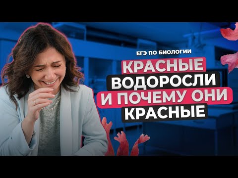 ПОЧЕМУ КРАСНЫЕ ВОДОРОСЛИ – КРАСНЫЕ, И КАКОЙ ОНИ ПОБИЛИ РЕКОРД?