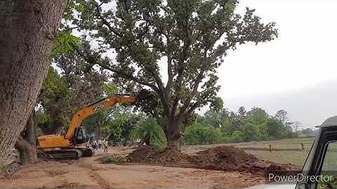 JCB work, removing tree