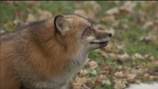 Faribault rescue aims to save 500 foxes from fur farm