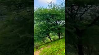 Nature ||Tree//#shortsvideo#youtubeshorts#ytshorts#shortsfeed#safedtiktok#sarkariresult#comedytakies