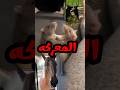 قطط وحيوانات بتتكلم مسخرة قطط خدلك ضحكه مع اسامه كوميدي حيوانات مضحكه ضحك مضحك كوميديا قرش