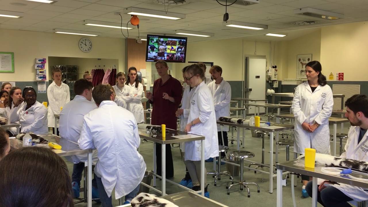 farm vet skills training at the school of veterinary medicine and veterinary school