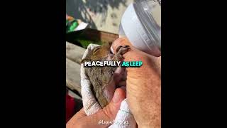 Rescuing a Baby Squirrel from a Tree 🐿️🌳 #shorts