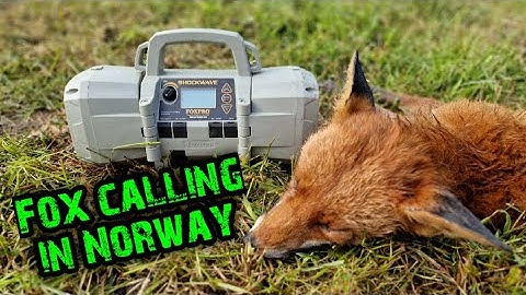 Calling norwegian foxes with FOXPRO Shockwave