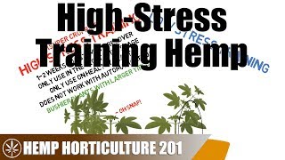 How To High-Stress Train Hemp