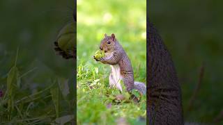 Into a squirrel's little world! #beautiful #animals