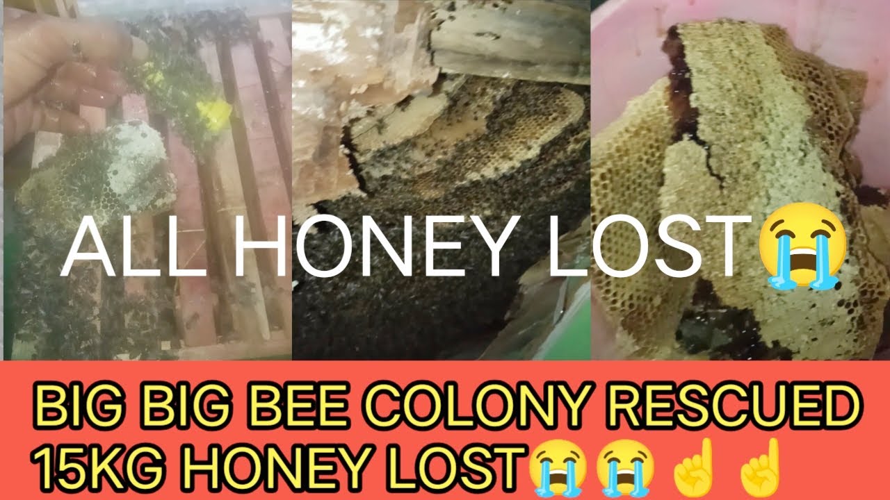 How i Rescued a Big Bee Colony 🐝 | 15kg Honey Lost!"😭 