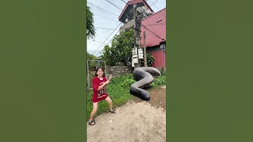 Rắn Khổng Lồ Xuất Hiện Tấn Công Trẻ Con #funny #videoshort #giaitri