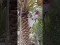 معلومات خطيرة في تكريب النخيل في فصل الصيف اكسبلور زراعة ترند نباتي