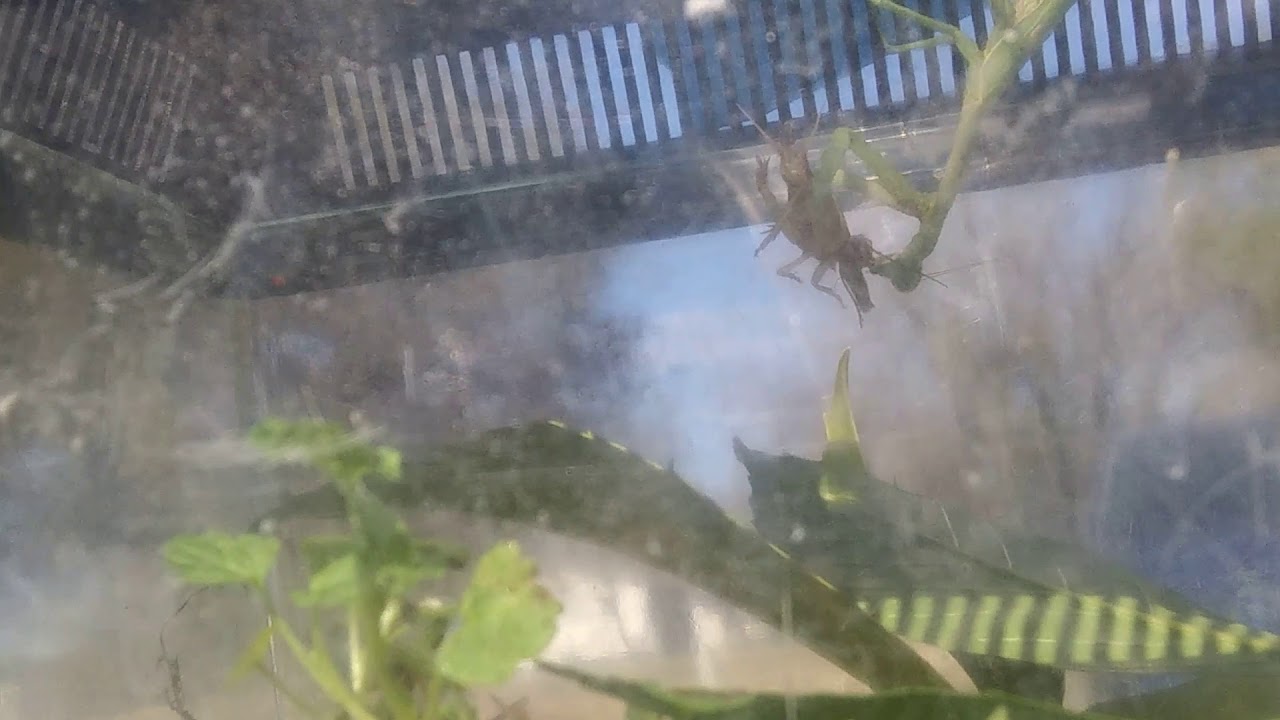 camera iphone 8 plus apk My new wild caught pet! Praying mantis!
