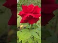 Red Flower🌹 Sanjovictorygarden /Gospelmusic 🎶