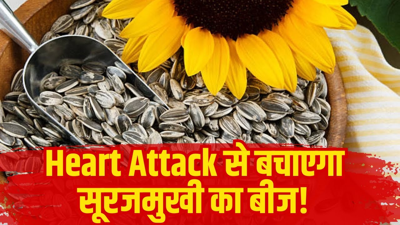 Sunflower Seeds Heart Attack से बचना है तो खाएं सूरजमुखी के बीज, Cholesterol हो जाएगा कम YouTube