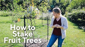 How to Stake Your Fruit Tree