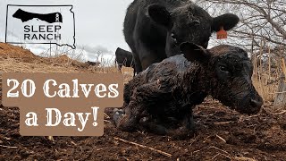 Calving Takes Off!