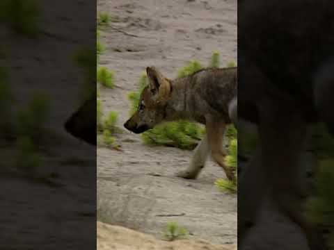 Wolf Puppies playing before they abandon their pack #wildlife #puppy