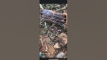 Lồng bẫy dúi thông minh giá rẻ 0368630140