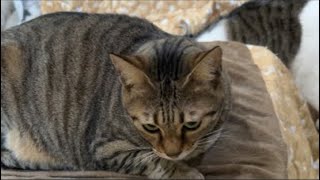 今日はアルパカの生放送