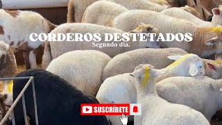 TIPS PARA DESTETE EFICIENTE EN CORDEROS PARTE 2 (Segundo día) 